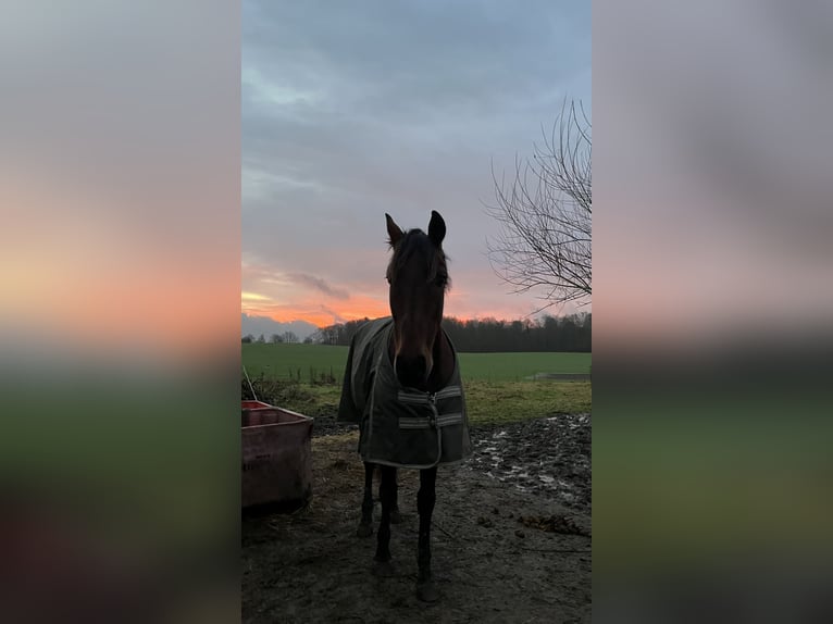 PRE Mix Gelding 20 years 15,2 hh Brown in Brodersdor