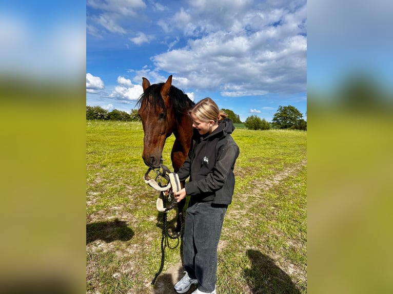 PRE Mix Gelding 20 years 15,2 hh Brown in Brodersdor