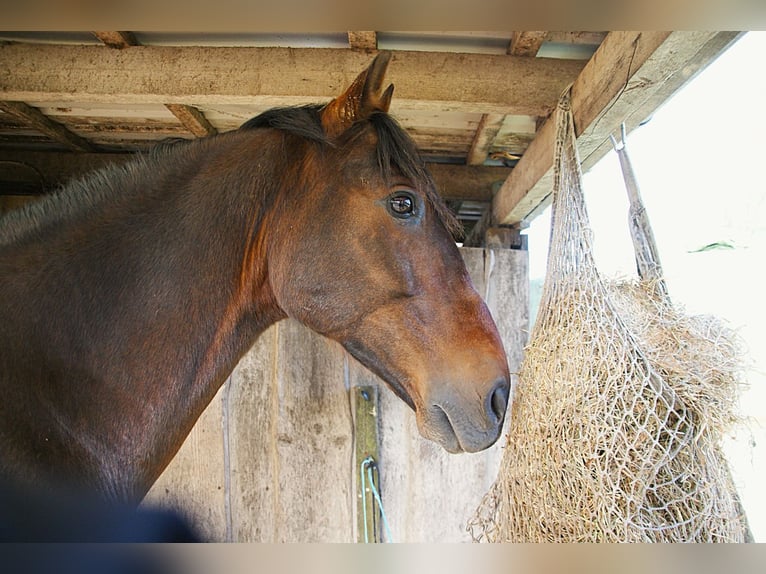 PRE Mix Gelding 20 years 15,2 hh Brown in Brodersdor