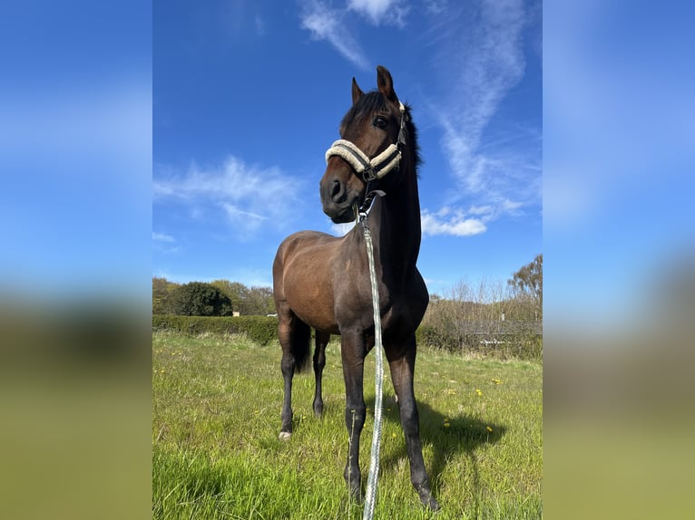 PRE Mix Gelding 20 years 15,2 hh Brown in Brodersdor