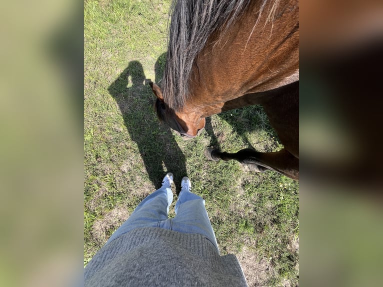 PRE Mix Gelding 20 years 15,2 hh Brown in Brodersdor