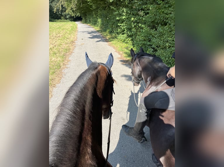PRE Mix Gelding 20 years 15,2 hh Brown in Brodersdor