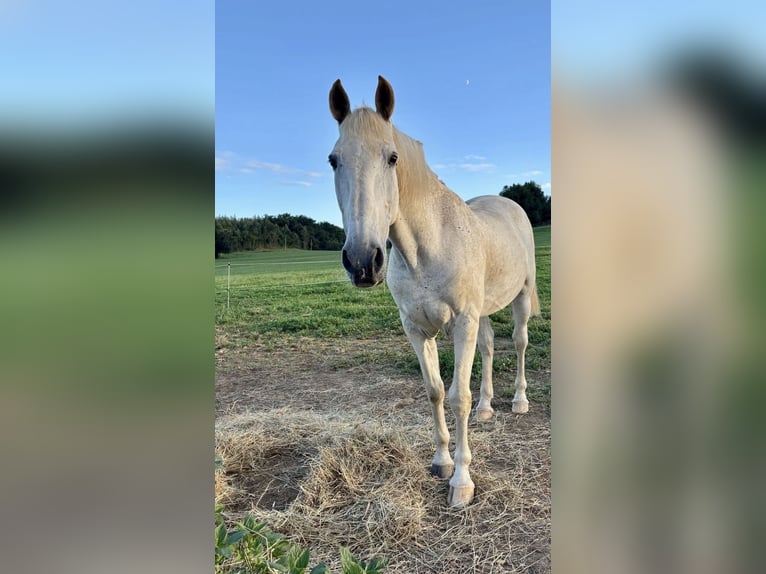 PRE Gelding 20 years 15,3 hh Grey in Santander