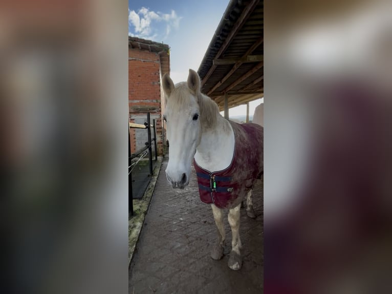 PRE Gelding 20 years 15,3 hh Grey in Santander