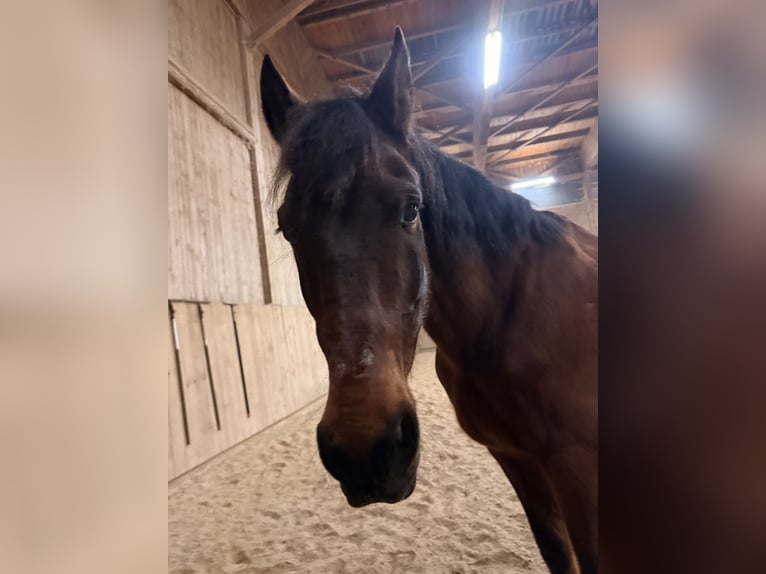 PRE Mix Gelding 20 years 16 hh Brown in Grafing