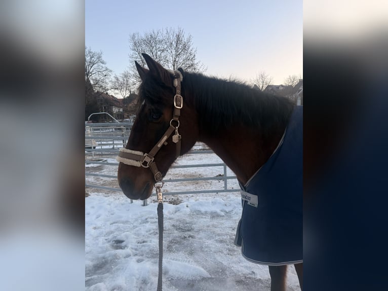 PRE Mix Gelding 20 years 16 hh Brown in Grafing