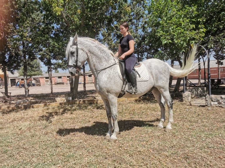 PRE Gelding 21 years 16,1 hh Grey-Fleabitten in Grajera