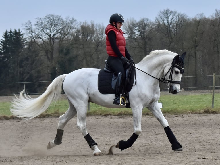 PRE Gelding 22 years 15.2 hh Grey-Fleabitten in Bielefeld