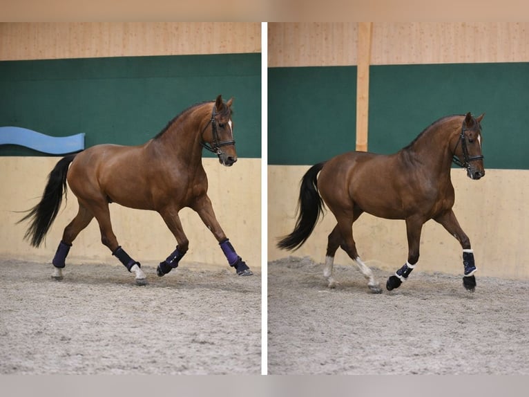 PRE Mix Gelding 22 years 15,2 hh Chestnut-Red in Salm