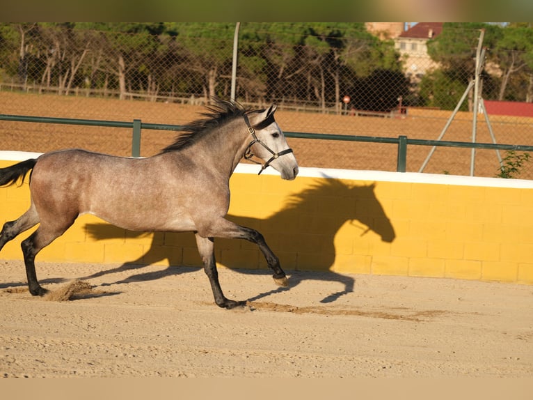 PRE Mix Gelding 2 years 14,3 hh Gray-Red-Tan in Hamburg