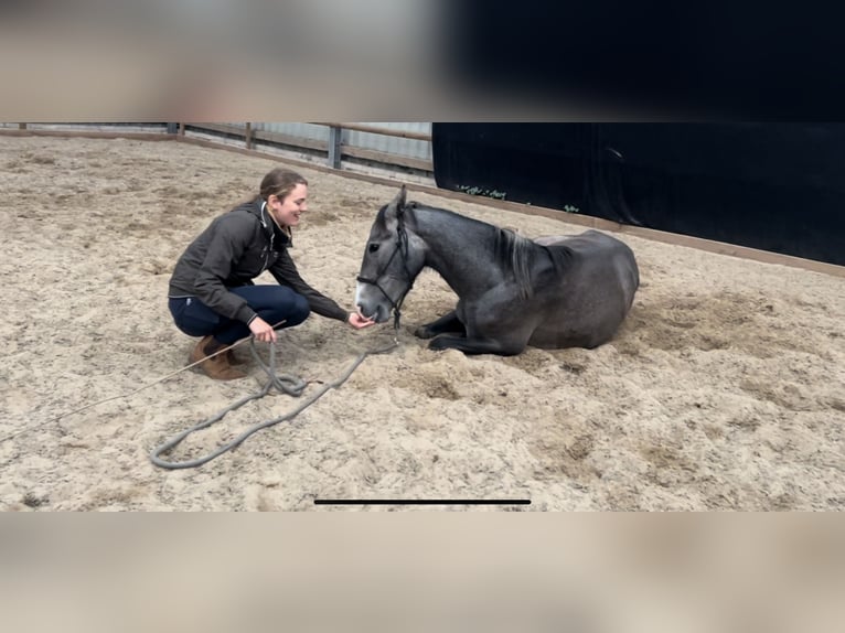 PRE Gelding 2 years 15,1 hh Gray in Postfeld