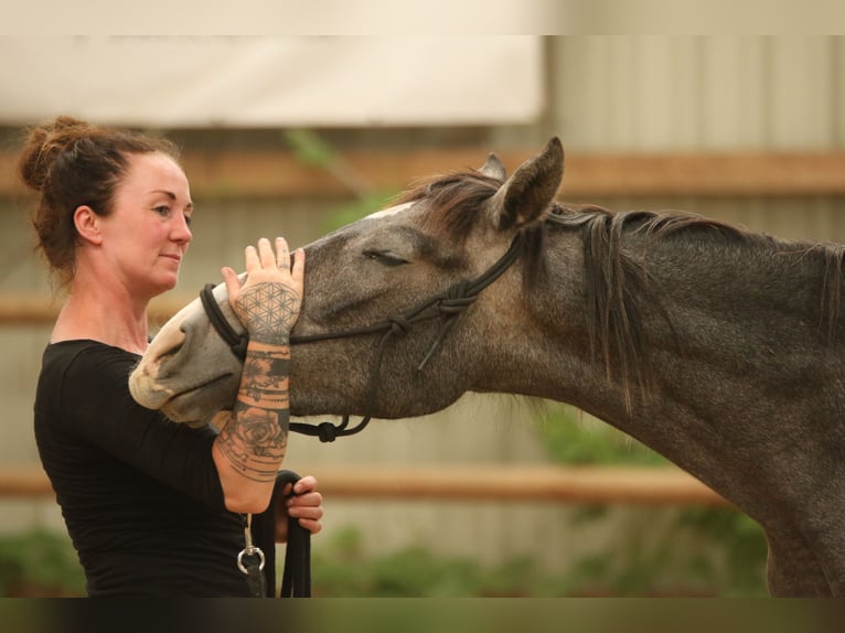 PRE Gelding 2 years 15,1 hh Gray in Postfeld