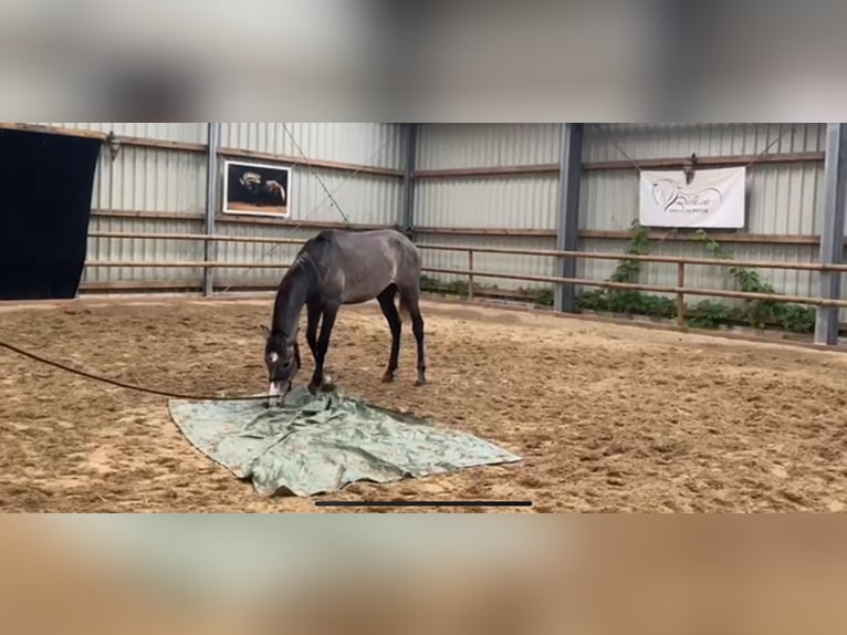 PRE Gelding 2 years 15,1 hh Gray in Postfeld