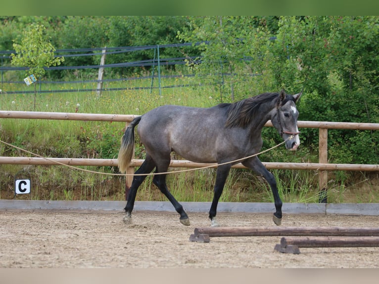 PRE Gelding 2 years 15,1 hh Gray in Postfeld