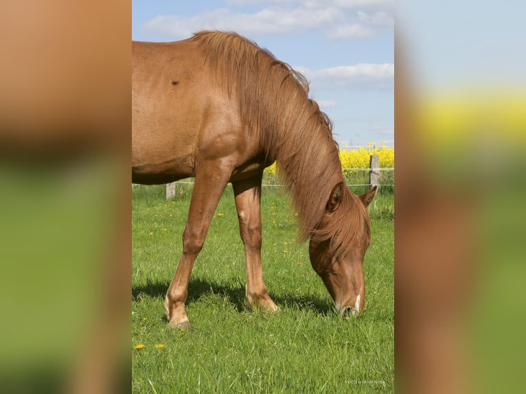PRE Mix Gelding 2 years 15,1 hh Chestnut-Red in Steyerberg