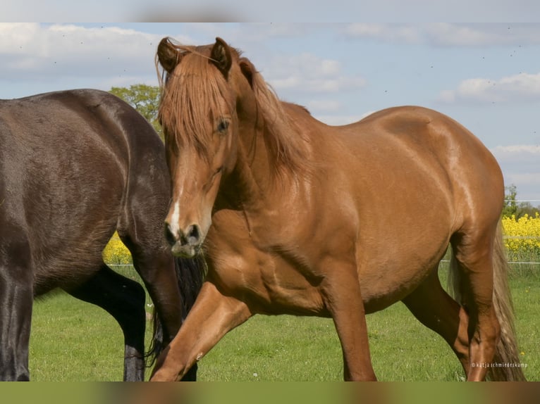 PRE Mix Gelding 2 years 15,1 hh Chestnut-Red in Steyerberg