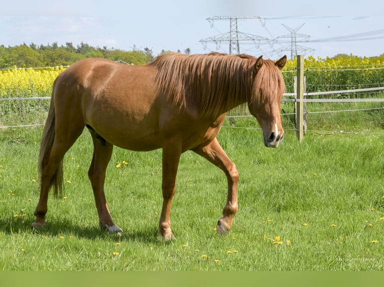 PRE Mix Gelding 2 years 15,1 hh Chestnut-Red in Steyerberg
