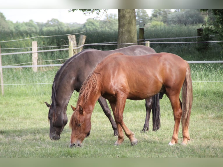 PRE Gelding 2 years 15,1 hh Chestnut-Red in Steyerberg