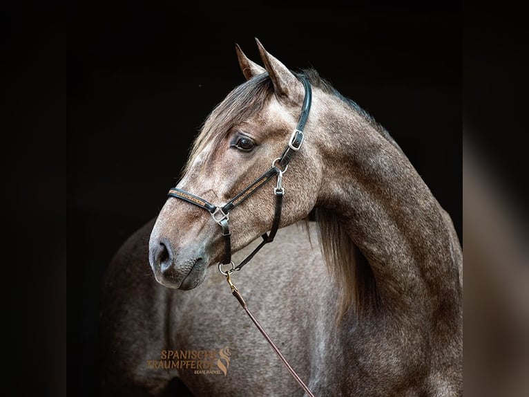 PRE Mix Gelding 2 years 15,1 hh Grey in Traventhal