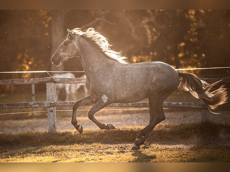 PRE Mix Gelding 2 years 15,1 hh Grey in Traventhal