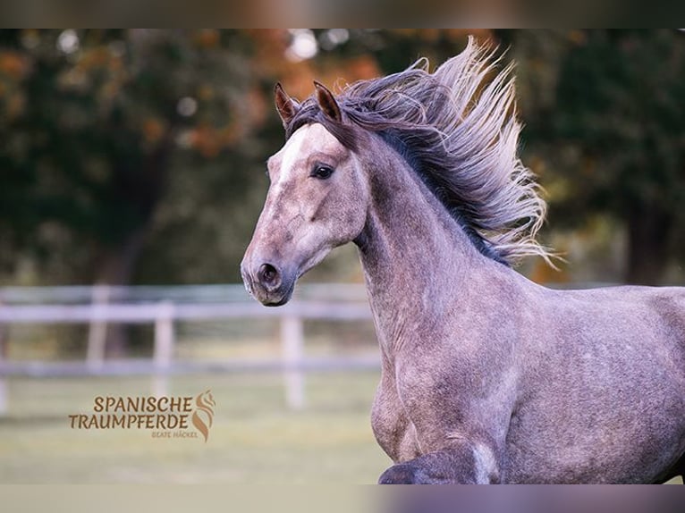 PRE Mix Gelding 2 years 15,1 hh Grey in Traventhal