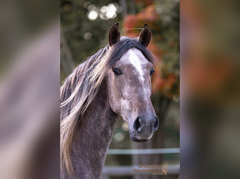 PRE Mix Gelding 2 years 15,1 hh Grey in Traventhal