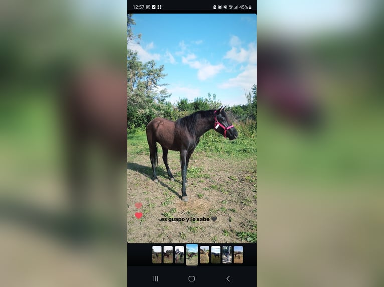 PRE Mix Gelding 2 years 15,2 hh Black in Movera