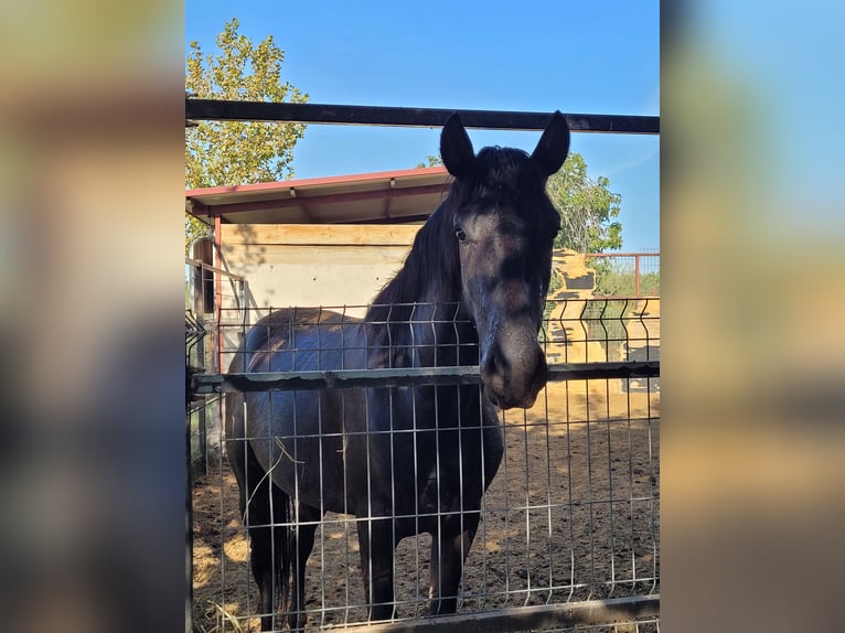 PRE Mix Gelding 2 years 15,2 hh Black in Movera PRE Mix Gelding 2 years 15,2 hh Black in Movera