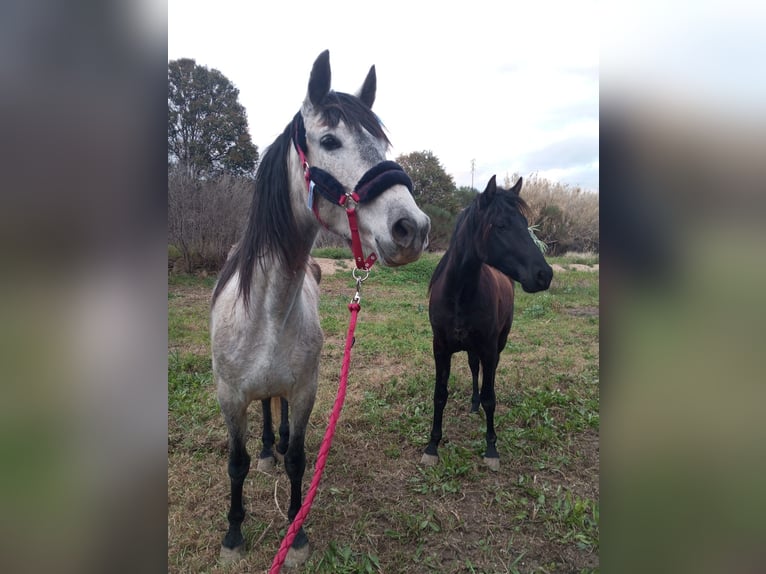 PRE Mix Gelding 2 years 15,2 hh Black in Movera
