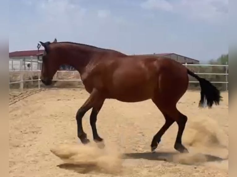 PRE Gelding 2 years 15,2 hh Brown-Light in Navalvillar De Pela