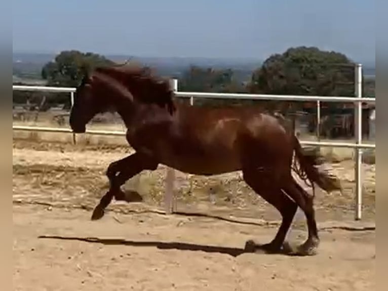 PRE Gelding 2 years 15,2 hh Chestnut-Red in Navalvillar De Pela