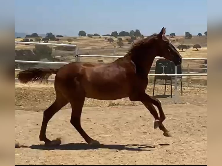 PRE Gelding 2 years 15,2 hh Chestnut-Red in Navalvillar De Pela