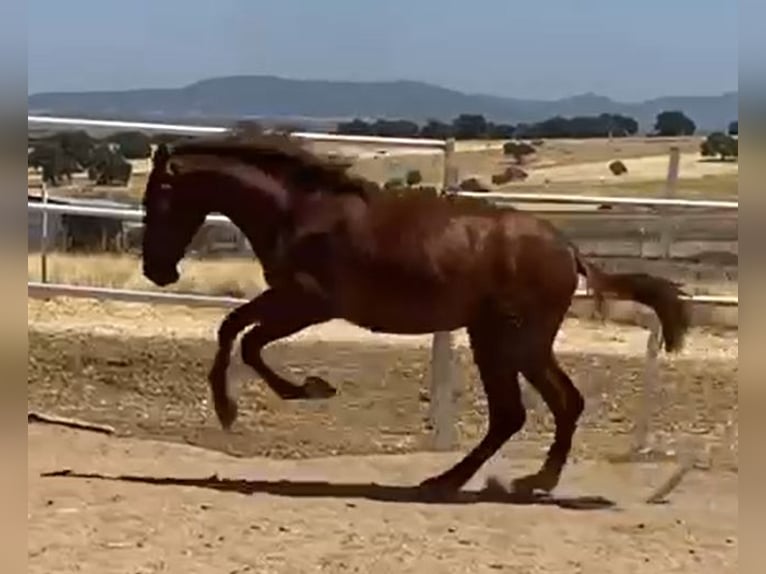 PRE Gelding 2 years 15,2 hh Chestnut-Red in Navalvillar De Pela