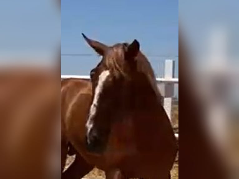 PRE Gelding 2 years 15,2 hh Chestnut-Red in Navalvillar De Pela