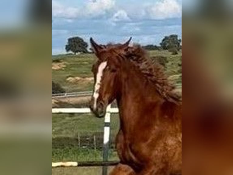 PRE Mix Gelding 2 years 15,2 hh Chestnut-Red in Navalvillar De Pela