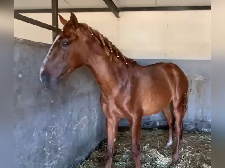 PRE Gelding 2 years 15,2 hh Chestnut-Red in Navalvillar De Pela