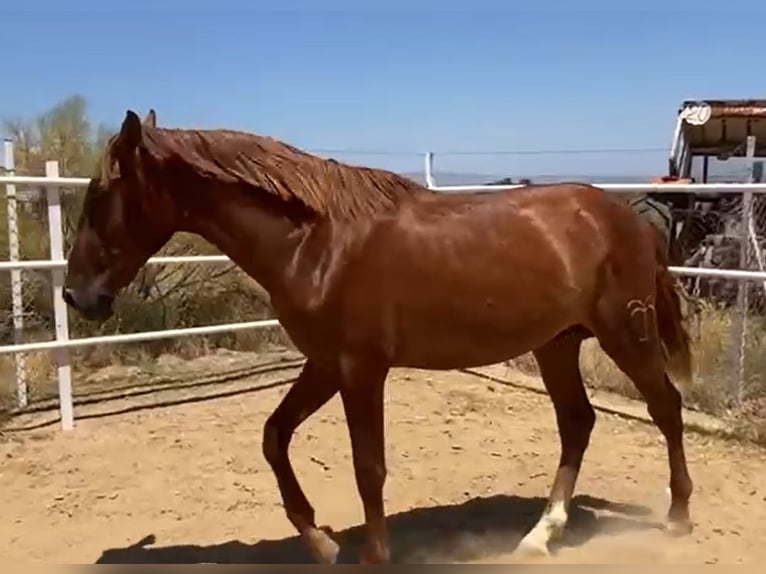 PRE Gelding 2 years 15,2 hh Chestnut-Red in Navalvillar De Pela