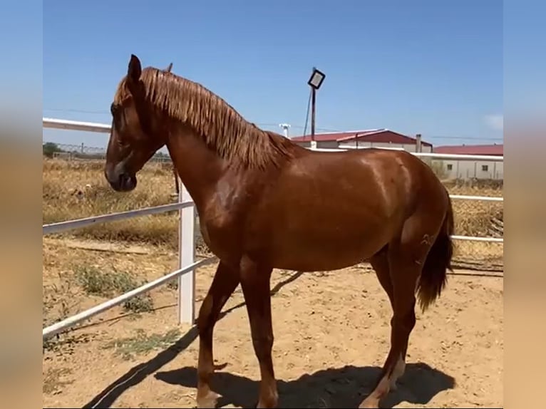 PRE Gelding 2 years 15,2 hh Chestnut-Red in Navalvillar De Pela