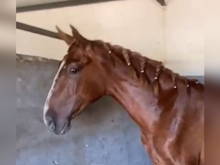 PRE Gelding 2 years 15,2 hh Chestnut-Red in Navalvillar De Pela