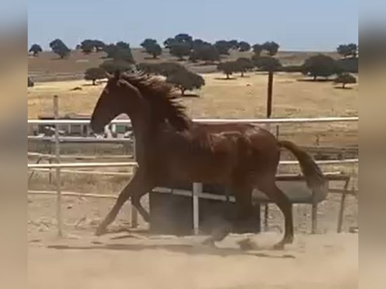 PRE Gelding 2 years 15,2 hh Chestnut-Red in Navalvillar De Pela