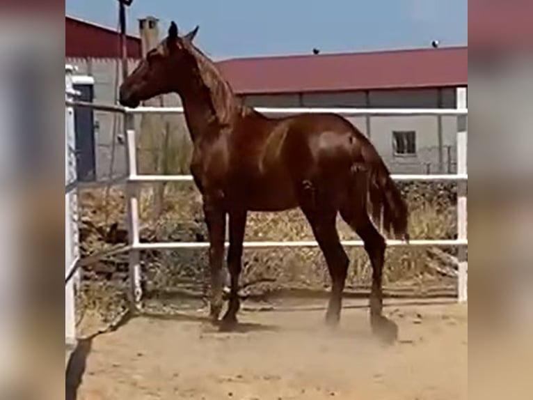 PRE Gelding 2 years 15,2 hh Chestnut-Red in Navalvillar De Pela
