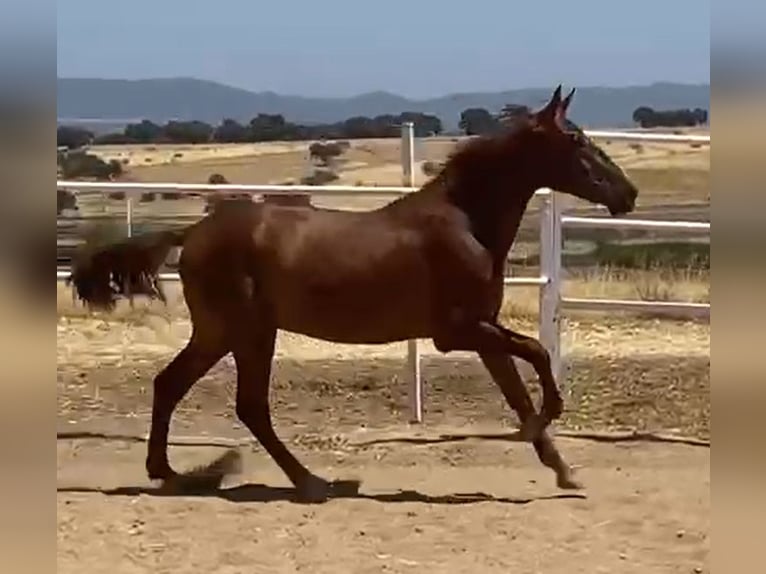 PRE Gelding 2 years 15,2 hh Chestnut-Red in Navalvillar De Pela