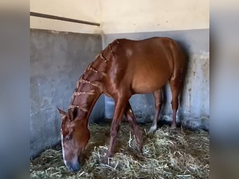 PRE Gelding 2 years 15,2 hh Chestnut-Red in Navalvillar De Pela