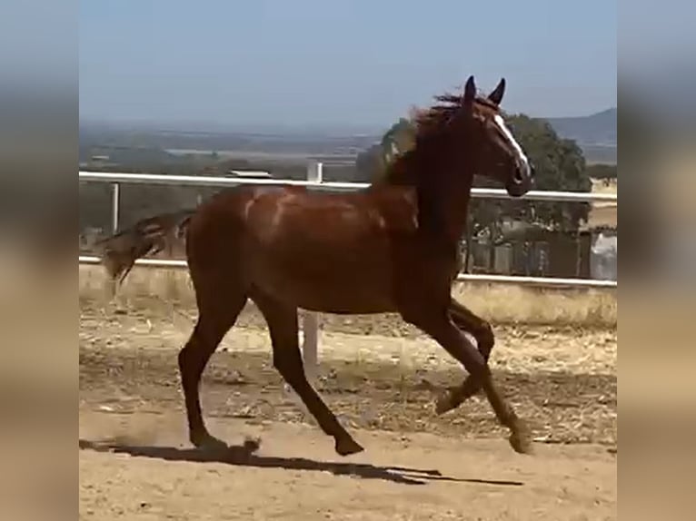 PRE Gelding 2 years 15,2 hh Chestnut-Red in Navalvillar De Pela