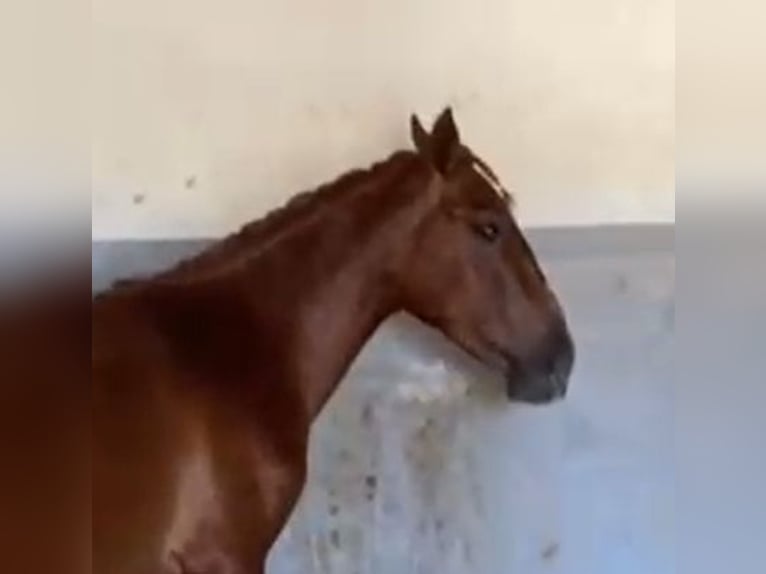PRE Gelding 2 years 15,2 hh Chestnut-Red in Navalvillar De Pela