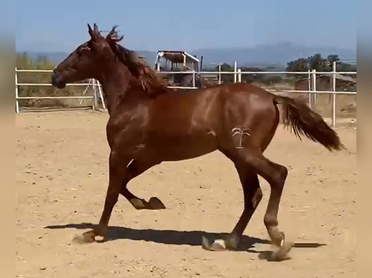PRE Gelding 2 years 15,2 hh Chestnut-Red in Navalvillar De Pela