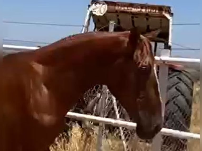 PRE Gelding 2 years 15,2 hh Chestnut-Red in Navalvillar De Pela