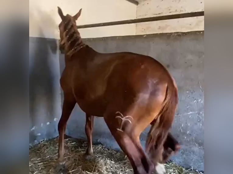 PRE Gelding 2 years 15,2 hh Chestnut-Red in Navalvillar De Pela