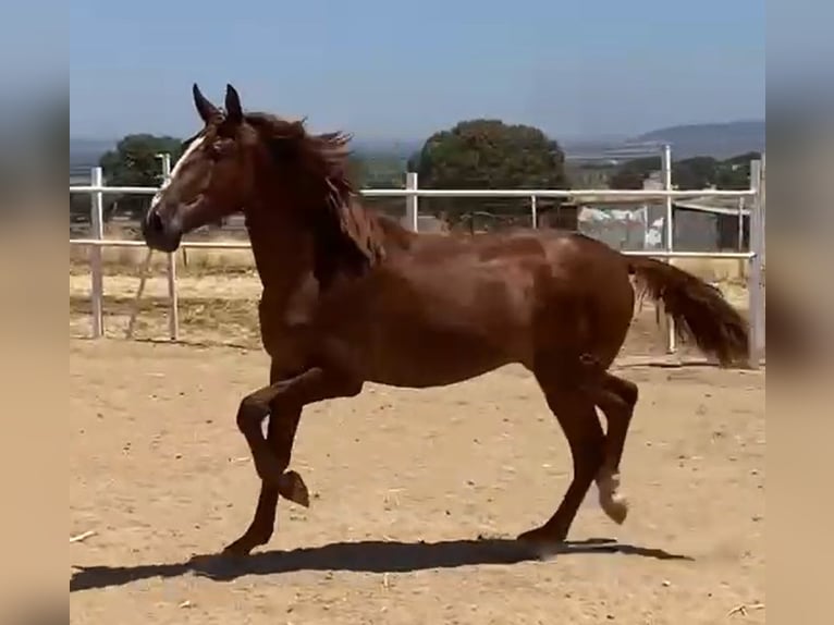 PRE Gelding 2 years 15,2 hh Chestnut-Red in Navalvillar De Pela