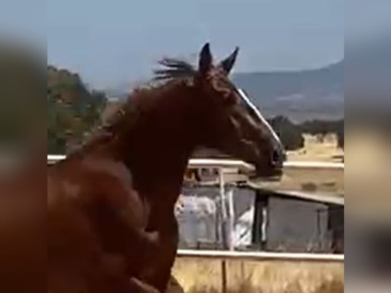 PRE Gelding 2 years 15,2 hh Chestnut-Red in Navalvillar De Pela